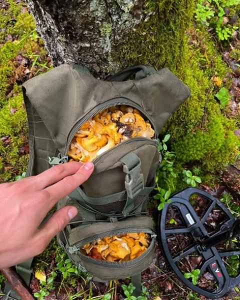 Изображение к статье: В Латвии продолжается грибной сезон. Миколог объясняет, почему в этом году он так затянулся