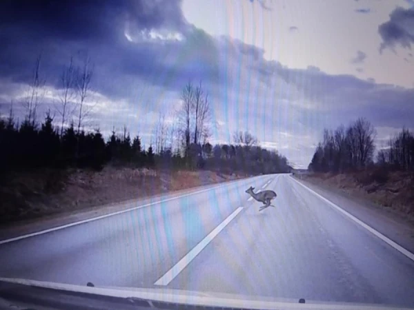 Изображение к статье: Более тысячи! Подсчитано, сколько лесных животных стало жертвами на дорогах Латвии