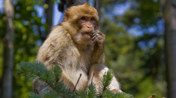 Изображение к статье: Где обитают обезьяны в Европе?