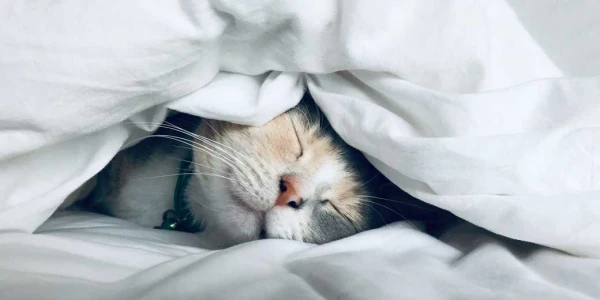 Изображение к статье: Дневной сон благоприятен для сердца - исследование