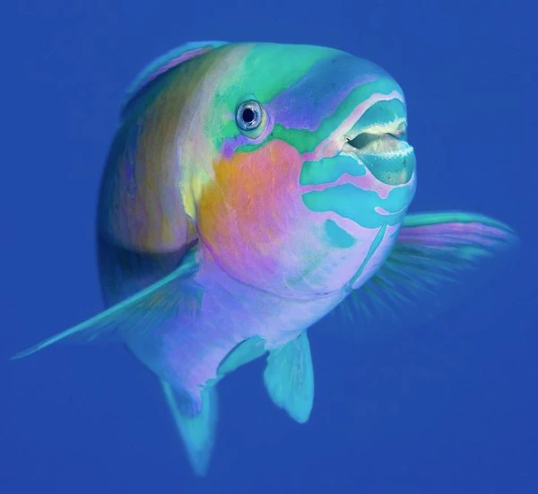 Изображение к статье: Как голодные рыбы способны менять свой пол