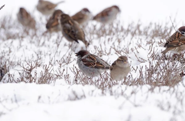 Изображение к статье: Ночь принесёт снег, а понедельник - сырую и скользкую погоду по всей Латвии