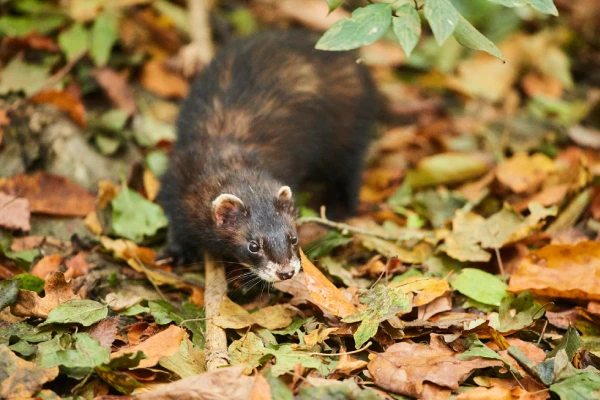 Изображение к статье: Эти животные, они такие милые.