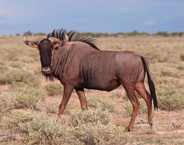 Изображение к статье: Каковы сходства между черепахами и антилопами гну? Вы точно не догадаетесь!