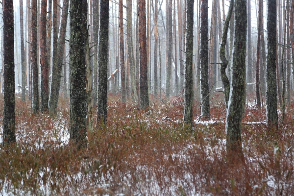 Изображение к статье: Уже зима? Сколько снега выпадет до конца месяца