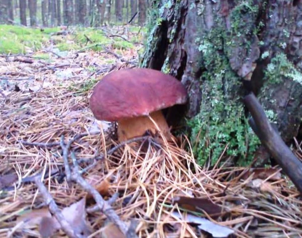 Изображение к статье: Госконтроль идет в лес и на склад боеприпасов. В новом году ведомство начнет 21 новую ревизию