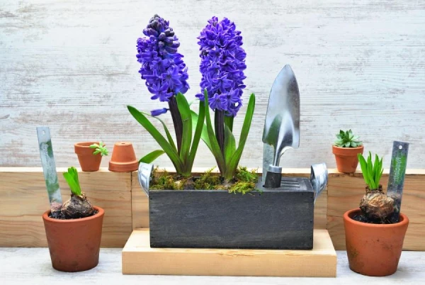 Изображение к статье: Как избавиться от мошек, появившихся в комнатных растениях?