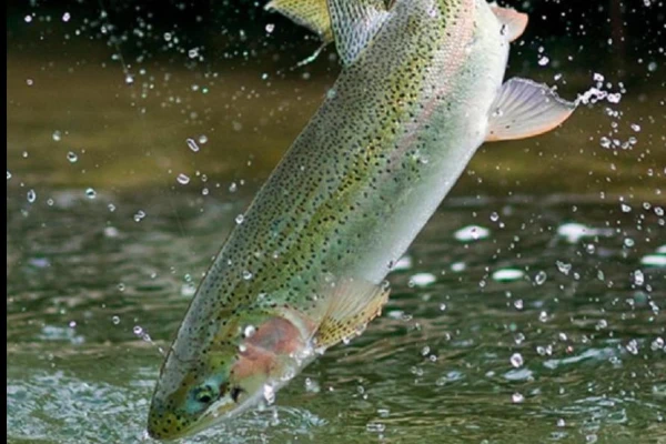 Изображение к статье: Каркаде защищает форель от аммиака - исследование