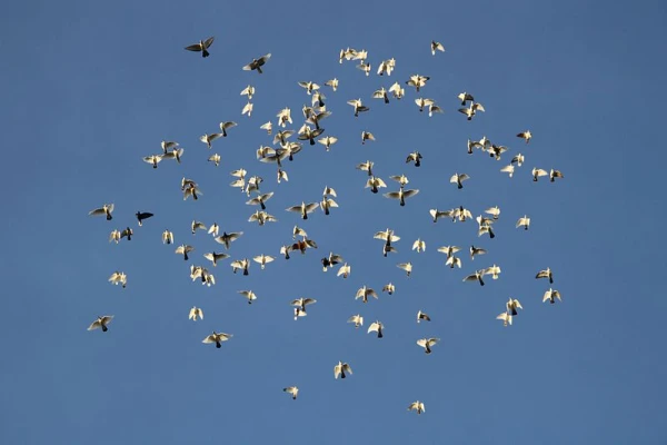 Изображение к статье: Как голуби смещают неэффективных лидеров