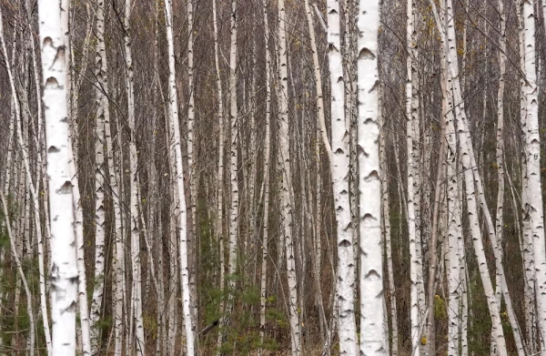 Изображение к статье: В четверг существенных осадков не ожидается
