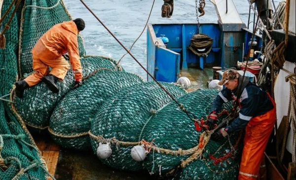Изображение к статье: Эстония и Россия согласовали условия вылова рыбы на Чудском, Теплом и Псковском озерах