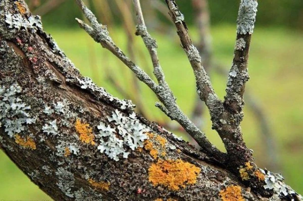 Изображение к статье: Можно ли использовать мох на деревьях для ориентирования в лесу?