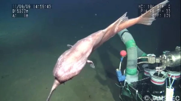 Изображение к статье: Почему некоторые рыбы предпочитают плавать брюхом вверх: удобство или необходимость?