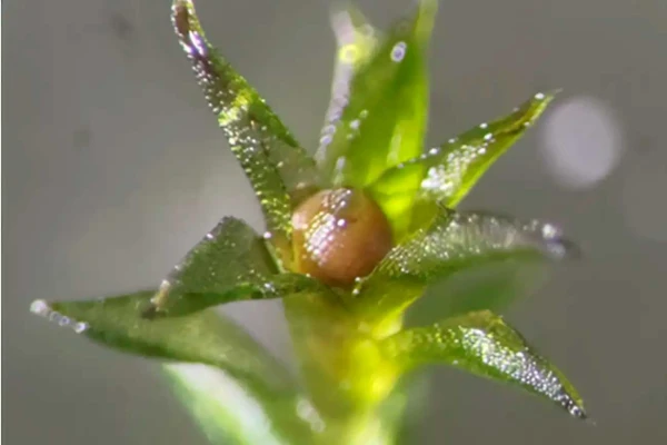 Изображение к статье: Этот мох вырос из споры, которая находилась в открытом космосе девять месяцев.