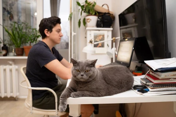 Изображение к статье: Ветеринар предупредил о рисках для кошек в домашних условиях