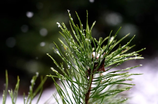 Изображение к статье: В первый день недели существенных осадков не ожидается