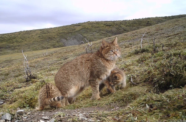 Изображение к статье: Котоцид какой-то. Новая Зеландия истребит 2,5 млн одичавших бездомных кошек