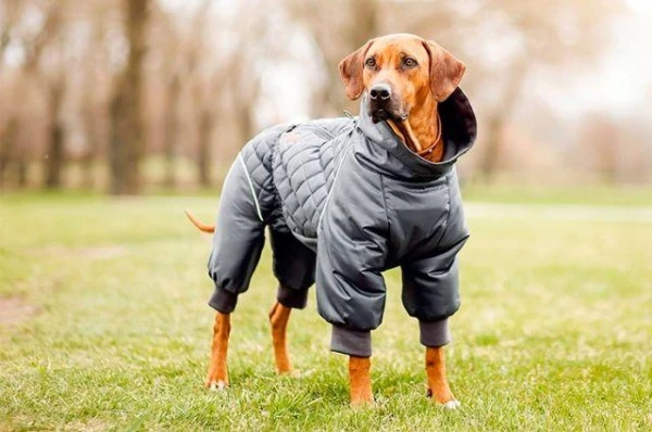 Изображение к статье: Почему холод называют «собачьим»?