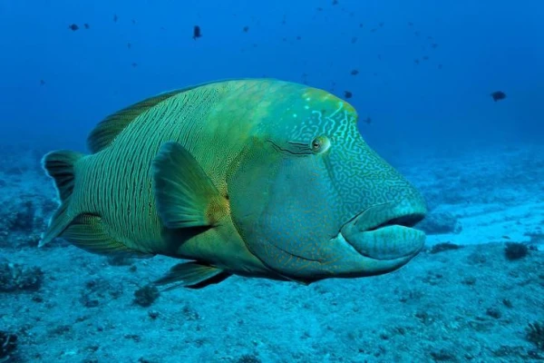 Изображение к статье: Как рыбы утоляют жажду: пьют ли они соленую воду?