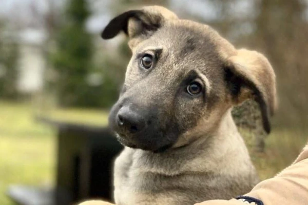 Изображение к статье: Почему собаки поднимают лапу, когда справляют нужду — вы не догадаетесь!