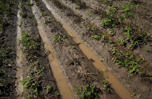 Изображение к статье: Подсчитали - прослезились: погода в этом году нанесла фермерам убытки на 111 миллионов евро