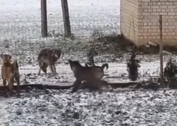 Изображение к статье: «Дни этих собак сочтены»: в Латвии волки разгуливают у домов и ничего не боятся