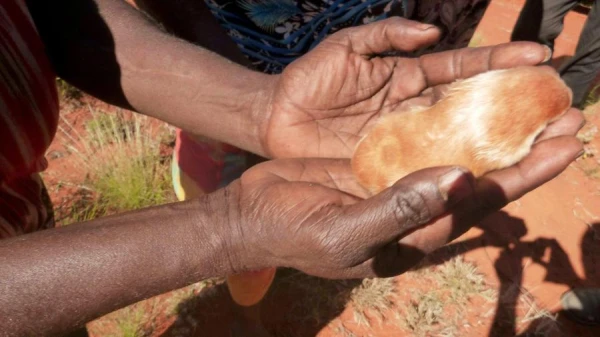 Изображение к статье: Золотой крот, пропавший с 1936 года, вновь найден в песчаных дюнах Южной Африки