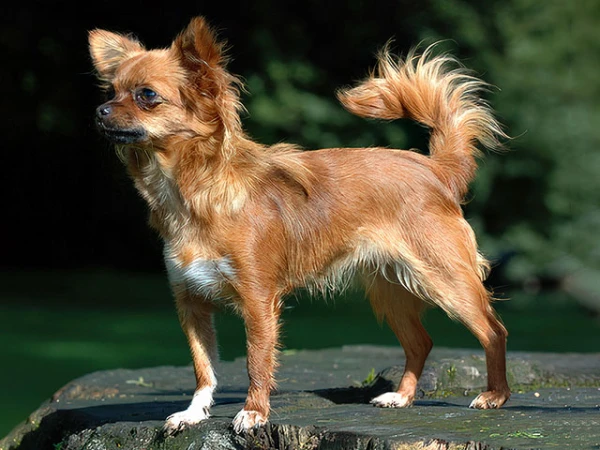 Изображение к статье: И этот милый питомец может весьма больно тяпнуть.