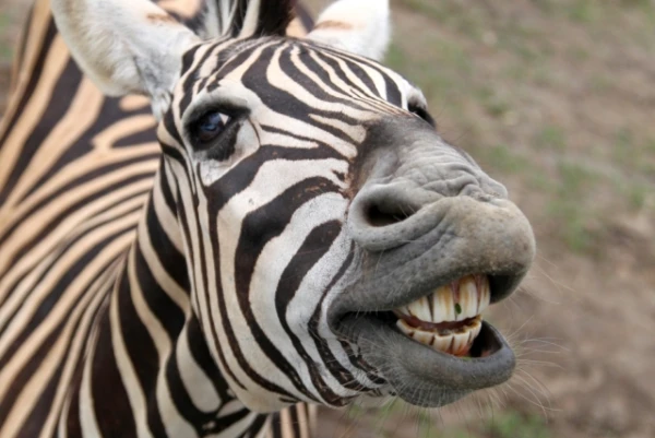 Изображение к статье: Почему мы не ездим верхом на зебрах?