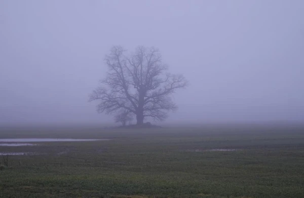 Изображение к статье: До +8! Зима уже устала и берет выходной!