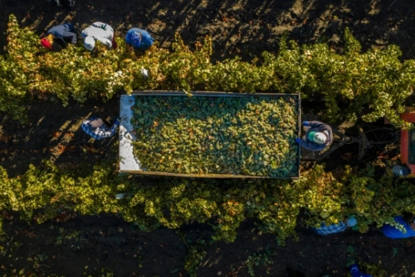 Изображение к статье: Древние виноделы использовали неожиданный ингредиент вместо свежих ягод