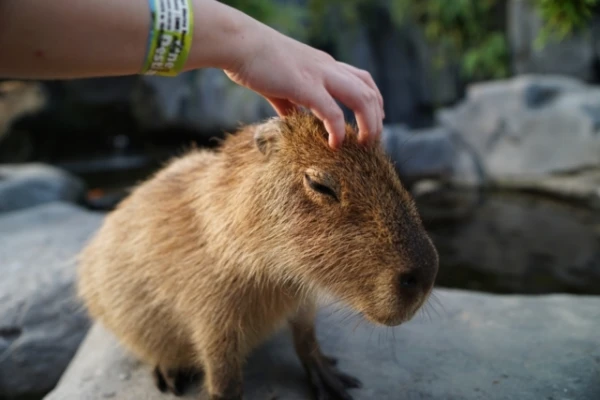 Изображение к статье: Почему крокодилы практически не едят капибар