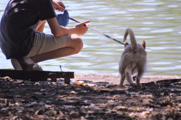 Изображение к статье: Почему собаки обожают воду, а кошки – нет?