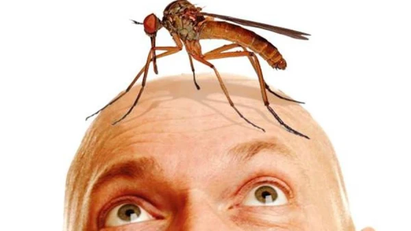 Изображение к статье: Комары находят людей, спасаясь от холода — исследование