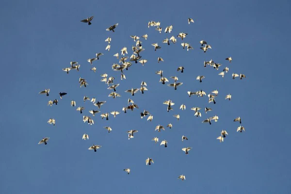 Изображение к статье: Спят ли птицы и видят ли сны?