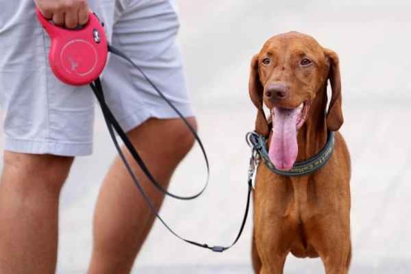 Изображение к статье: Пять тестов для будущего владельца собаки: как найти верного друга