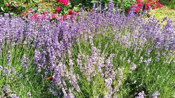 Изображение к статье: Как травы влияют на физическое и эмоциональное состояние человека