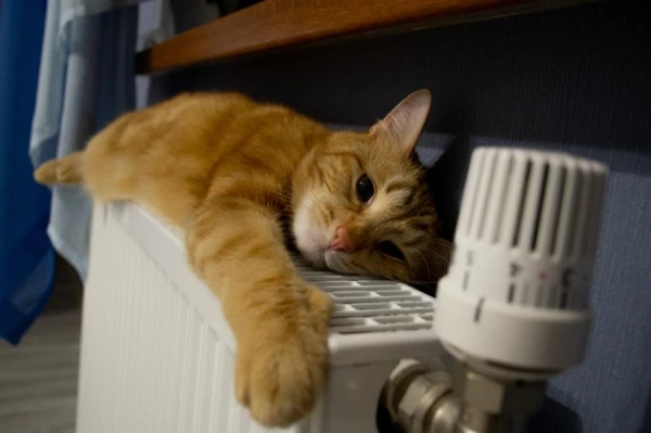 Она будет теплая и влажная: декабрьская погода в Латвии не похожа на зимнюю