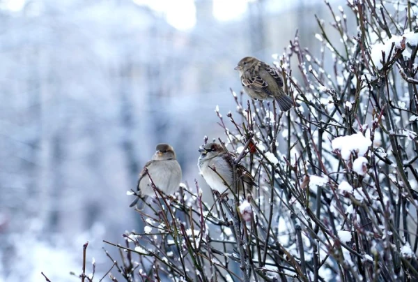 Клим Холодный: почему 8 декабря не следует давать советы и жаловаться на погоду