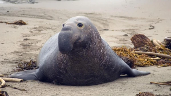 Изображение к статье: Массовая гибель морских слонов от птичьего гриппа зафиксирована в Антарктике