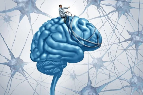 Изображение к статье: Люди и обезьяны имеют схожую структуру мозга при рождении - исследование