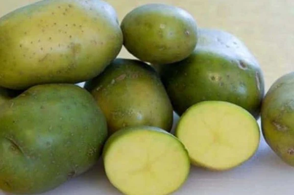 Почему картофель становится зеленым при хранении?