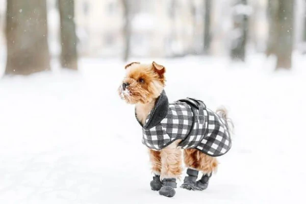 Изображение к статье: Может ли соль, используемая для посыпки дорожек, причинить вред собаке?