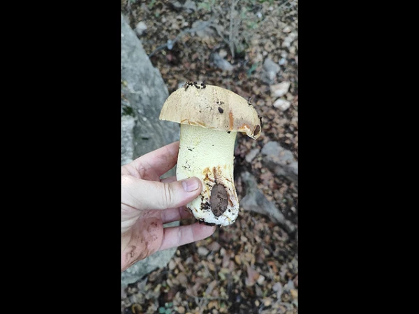 Изображение к статье: Вполне гигантские экземпляры разнообразят еврейскую кухню.