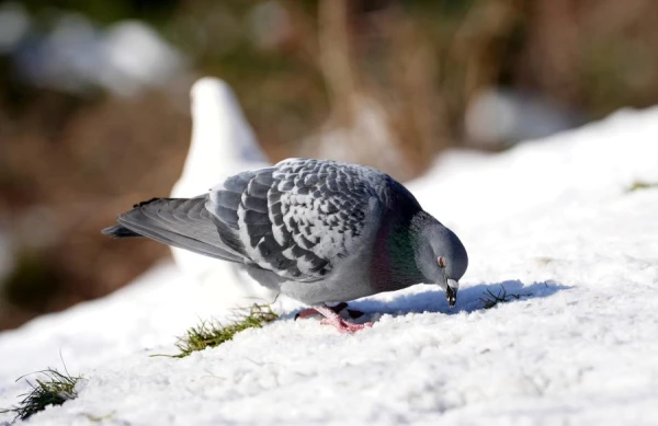 Изображение к статье: Почему голуби передвигаются, а воробьи подпрыгивают?