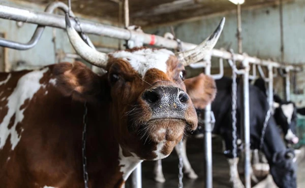 Изображение к статье: В Европе пересмотрят правила транспортировки скота