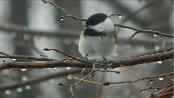 Начало декабря было теплее нормы на 3,6 градуса