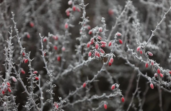 Изображение к статье: Ночь на субботу была самой холодной в этом месяце