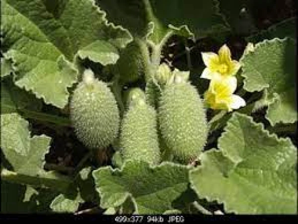 Изображение к статье: Можно ли употреблять бешеный огурец в пищу?