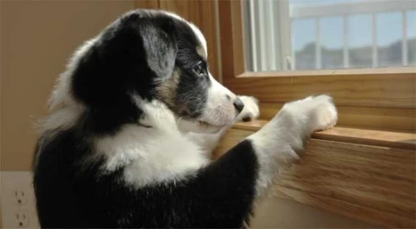 Можно ли собакам есть снег: мнение ветеринаров